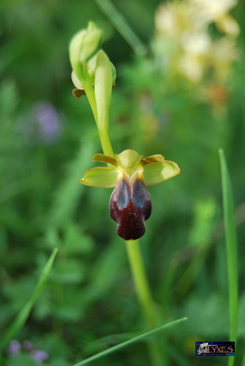 ophrys   fusca  .JPG